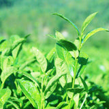 Organic Milk Oolong Tea Milk Tea Tieguanyin Green Tea High Mountain Jin Xuan Tea