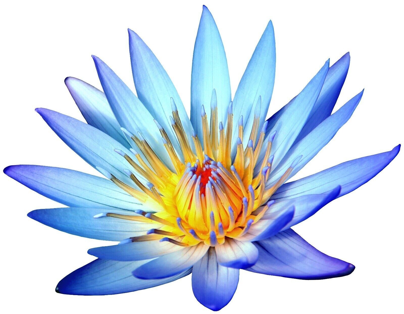 28g Ägyptische Blaue Lotusblumen (Nymphaea Caerulea) –Trockenblumen, ATL Versand
