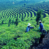 Puer Tea 357g Ancient Tree Green Tea Puer Raw Tea Cake High Quality Pu-Er Tea