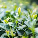 50g China Top-grade Black Cooked Puerh Tuocha Mini Slimming Tea 10Pcs Pu-erh Tea