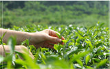 100g Top Grade Westsee Frühling Longjing Grüner Tee Drache Gut Tee Long Jing Tee