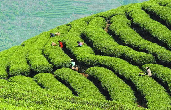 250g Green Tea Organic Early Spring Huangshan Maofeng Tea Weight Loss China Tea