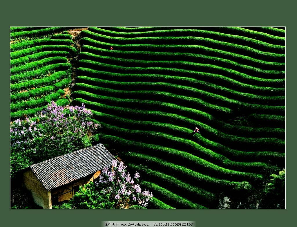 Top Grade Puer Tea Ripe Yunnan Qizi Cake Organic Old Tree Pu-erh Tea Cooked 357g