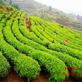 Pure Natural Bitter Buckwheat Whole Germ Herbal Tea Black Bitter Tea Green Food