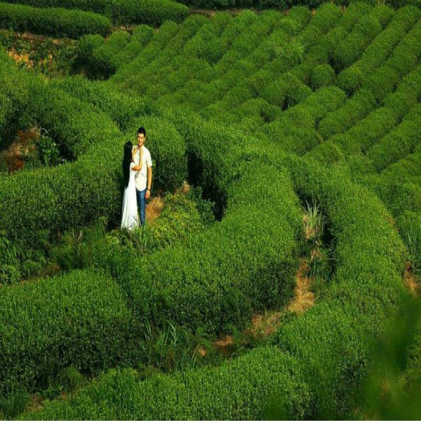 Puer Tea 357g Ancient Tree Green Tea Puer Raw Tea Cake High Quality Pu-Er Tea