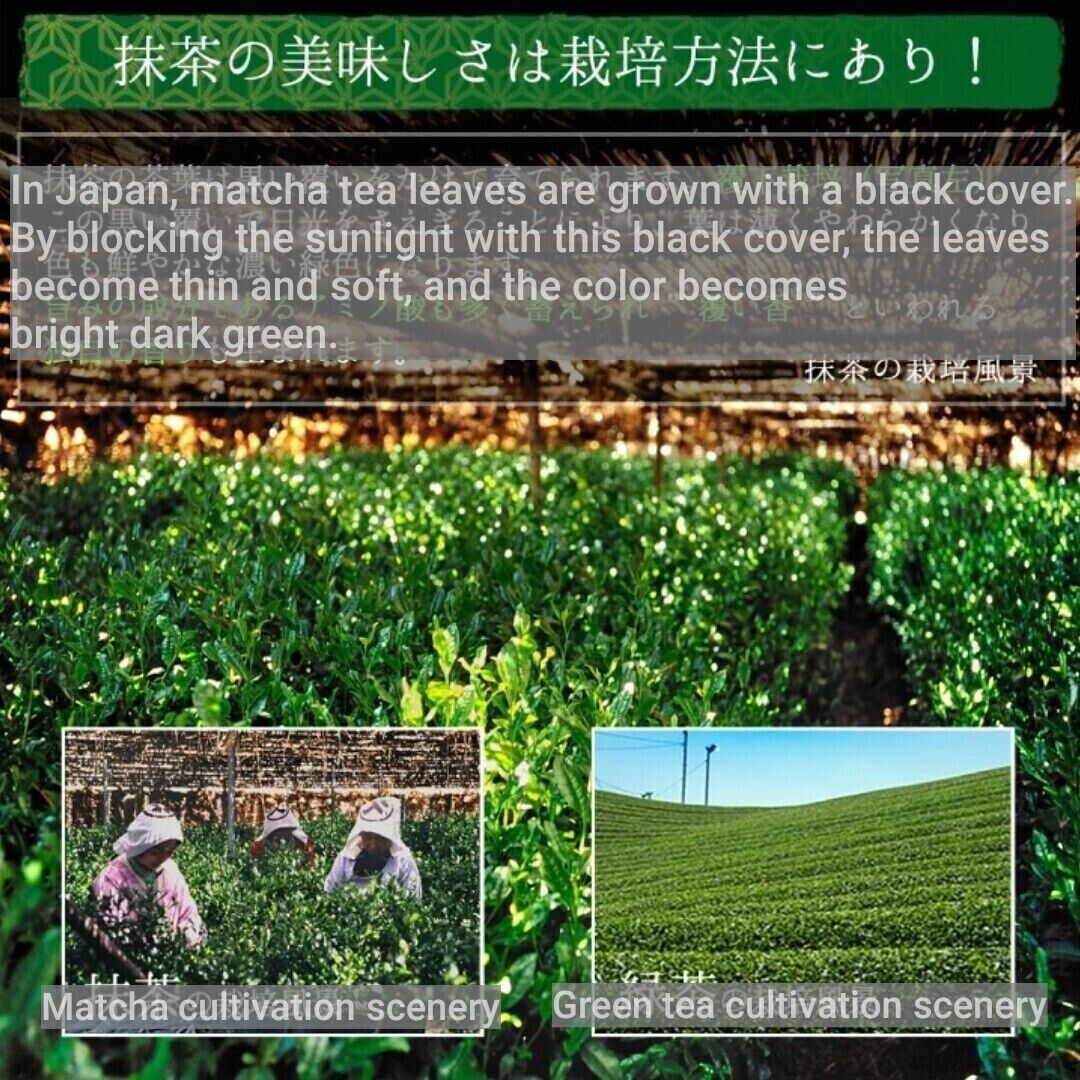 Japanese Matcha Green Tea Ayame 100g, Kyoto Uji Matcha Powder Secondary image