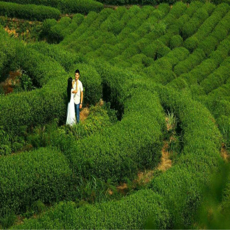 Chinese Natural Premium Sweet-scented Dried Fragrant Osmanthus Flower Herbal Tea