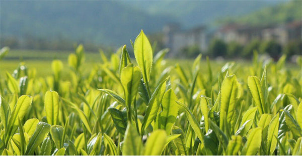Bestnote schwarzer Oolong-Tee-natürlicher Tee Tieguanyin 50g schwarzer Tee Tea