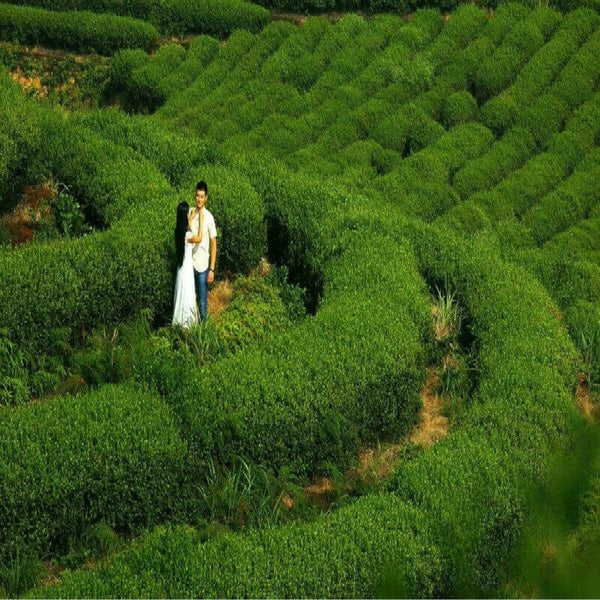 Top Grade Herbal Mentha Leave Refreshing Edible Peppermint Leaf Tea Green Food