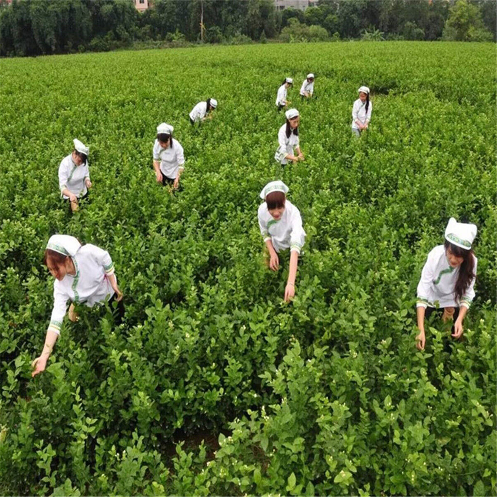100g Specials Organic Loose White Tea Pu Er Buds Wild Pu'er Tea China Puerh cha