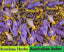 SALE !!! Dried Herbs HERBAL TEA Dry Flowers Organic 10g - 20g - 50g ..