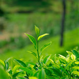 50g Spring High Quality Floral Jasmine Flower Tea Fresh Tea Fragance Herbal Tea