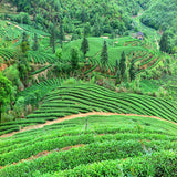 250g Top Alishan High Mountain Tea Peach Tea Flavor Oolong Tea Organic Green Tea