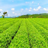 Pure Natural Bitter Buckwheat Whole Germ Herbal Tea Black Bitter Tea Green Food