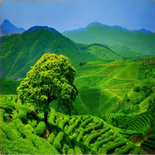 Yunnan DianHong Brick Fengqing Dian Hong Compressed Tea Red Tea Health Care 250g
