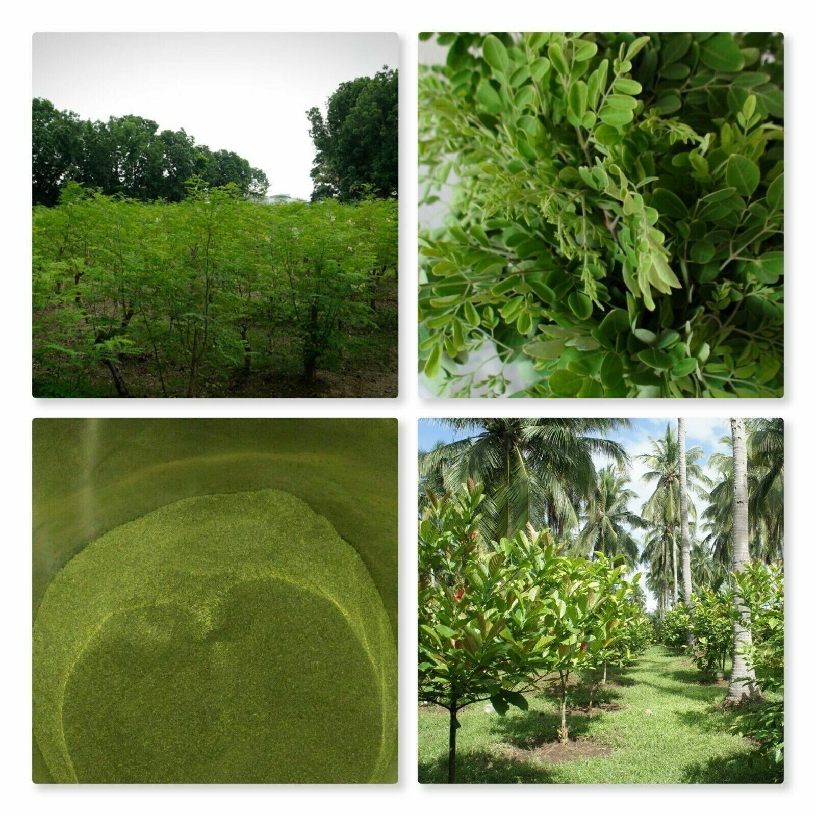 Soursop Graviola Tea 100g TEA   - Annona Muricata - Organic 100% Pure Secondary image