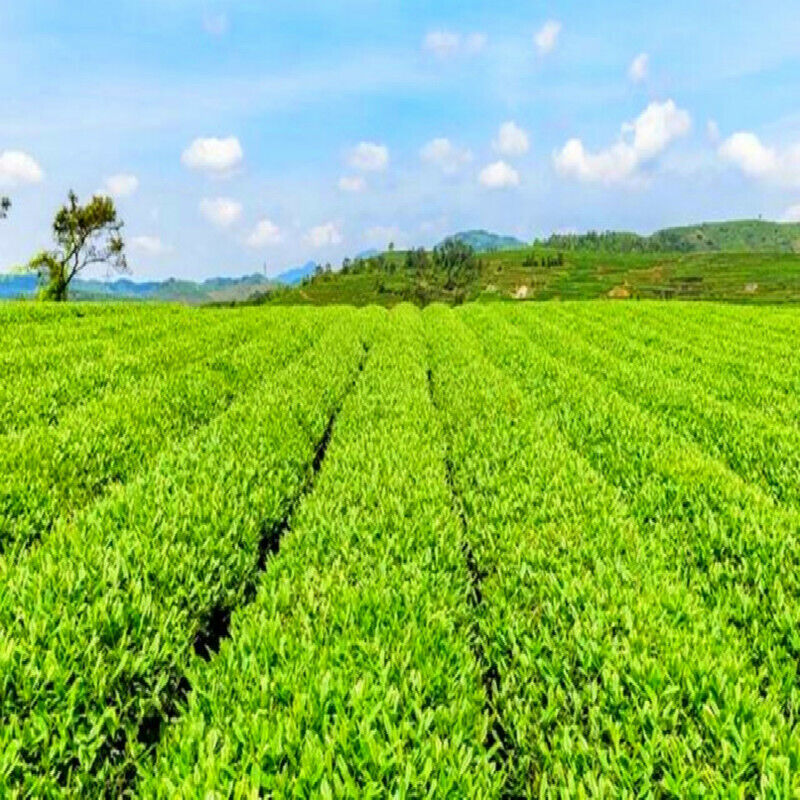 Pure Natural Black Bitter Tea Bitter Buckwheat Whole Germ Herbal Tea Green Food