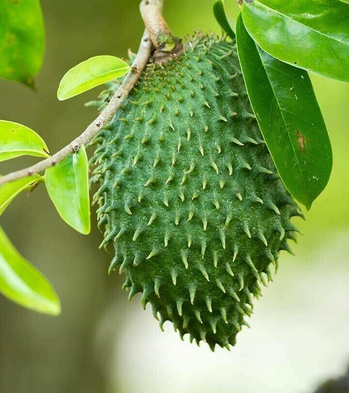 Soursop Graviola Tea 100g TEA   - Annona Muricata - Organic 100% Pure