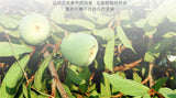 50g Herbal Tea Organic Flower Tea Weight Loss Detox Beauty Anti-old Chinese Tea