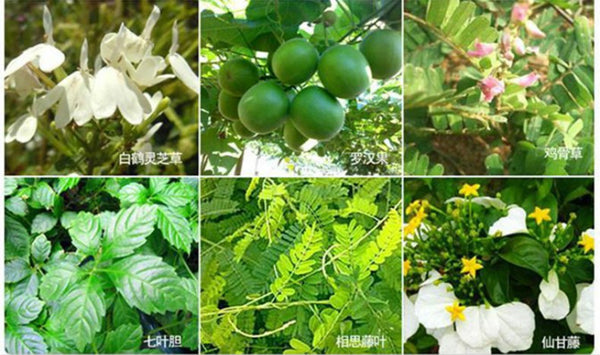 6 Bags Chinese Herbal Tea Health Care Fatty Liver Top Grade Healthy Liver Tea养肝茶