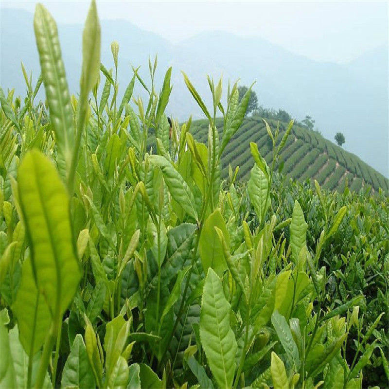 50g Authentic Anxi Tie Guan Yin Oolong Tea Top Organic Green Tea Factory Outlet