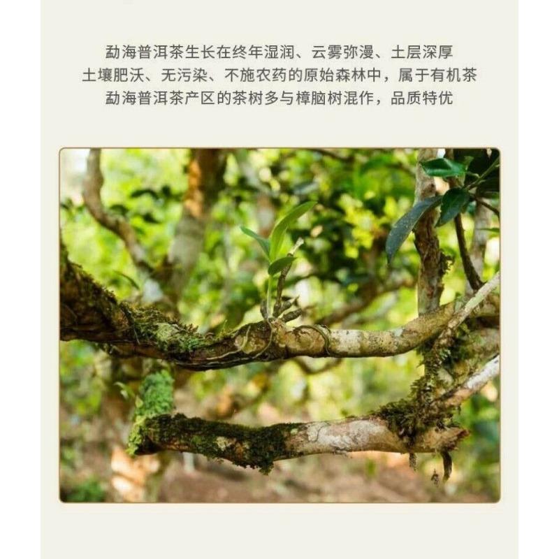 CIFbuy Xinhui Chenpi Yunnan Puerh Tea Cake Tea 10 Years Early Spring Citrus Tea 357g