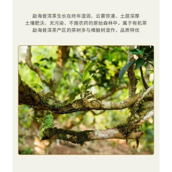 CIFbuy Xinhui Chenpi Yunnan Puerh Tea Cake Tea 10 Years Early Spring Citrus Tea 357g