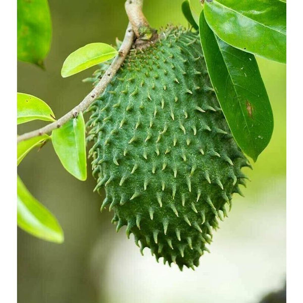 CIFbuy Soursop Graviola Tea 100g TEA   - Annona Muricata - Organic 100% Pure