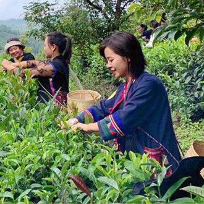 CIFbuy 250g Old Tree Ripe Puerh Tea Golden Buds Super Grade Palace Pu-erh Cooked Tea