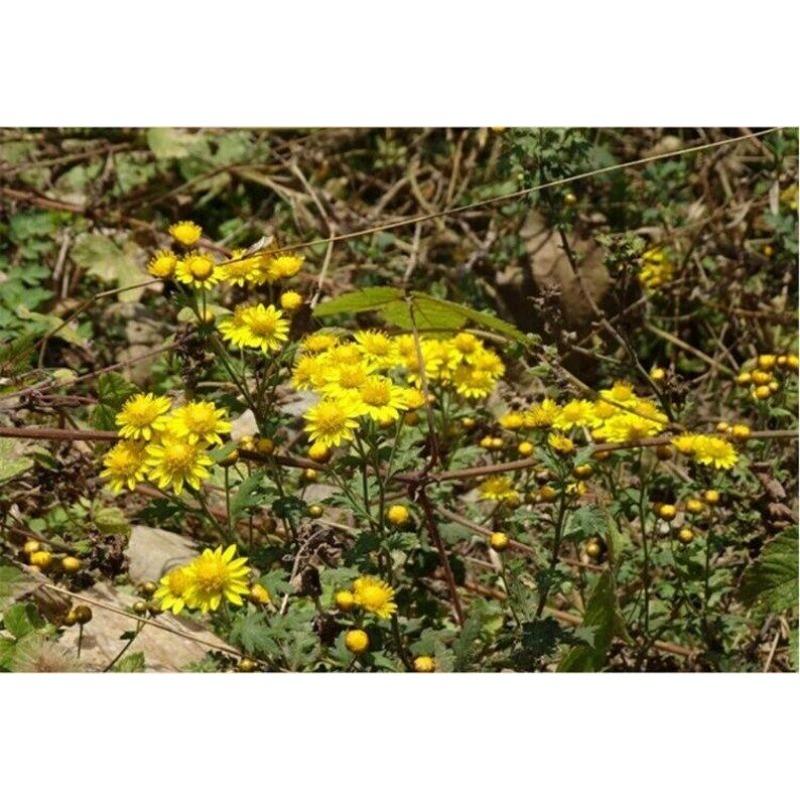 CIFbuy 100g Chrysanthemum | Wild Harvest | Wild Chrysanthemum | Ju Hua