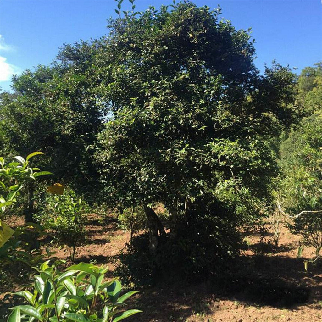 Tuo Cha Puer Ripe Tuocha * Pu Erh V93 Tea Menghai Dayi Ripe Pu-erh Tea