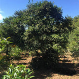 Tuo Cha Puer Ripe Tuocha * Pu Erh V93 Tea Menghai Dayi Ripe Pu-erh Tea