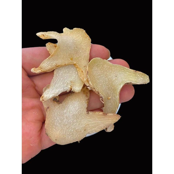 CIFbuy 100g Organic Dried Bletilla Striata Bletilla Pseudobulb Rhizoma Bletillae Bai Ji