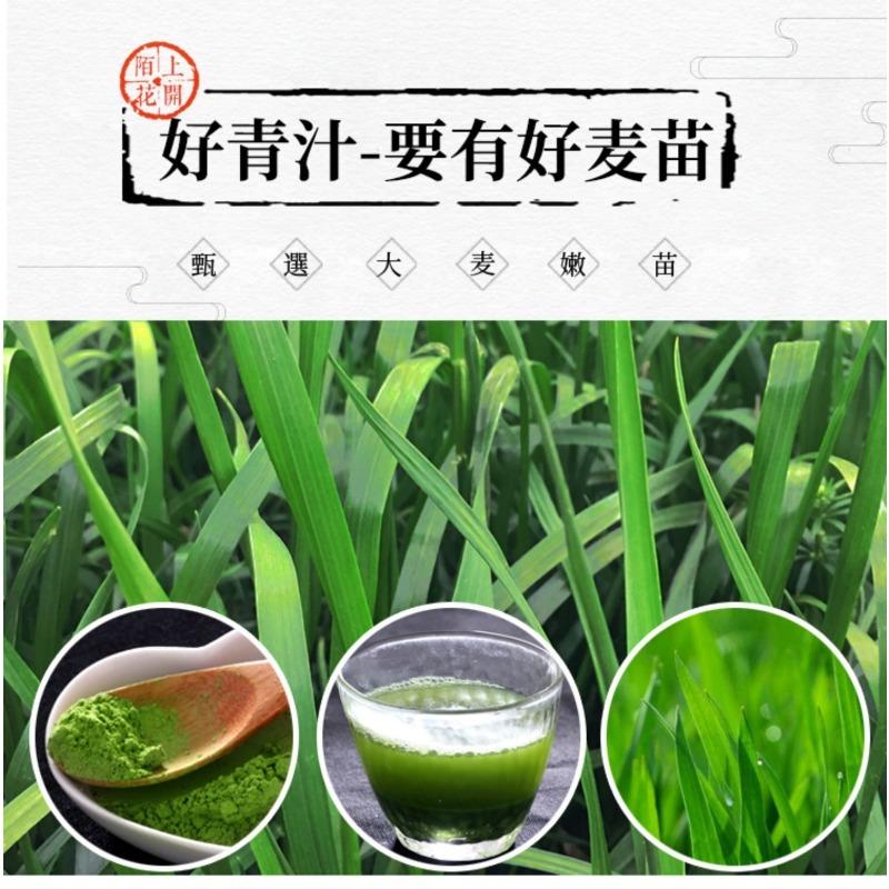 CIFbuy Barley Wakaba Green Juice Barley Green Juice Powder Meal Replacement Powder