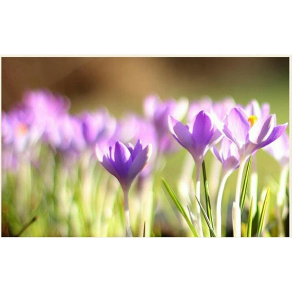 CIFbuy Top Grade Saffron Crocus Flower Tea Natural Tonic From China
