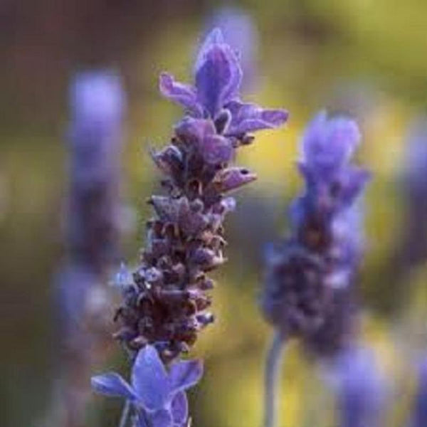 CIFbuy LAVENDER ORGANIC HERBAL TEA 100g Flower Lavendula angustifolia Dried Herb