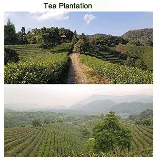 CIFbuy West Lake Longjing Tea Dragon Well Green Tea Leaves Pick Before Qingming 125g