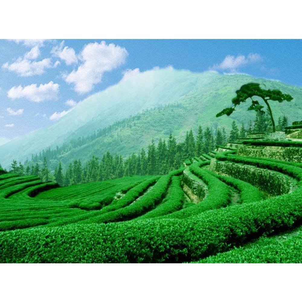 CIFbuy Raw Pu-erh Tea 100g Yunnan Sheng Puerh Ancient Tree Tea Loose Leaf Premium