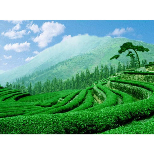 CIFbuy Raw Pu-erh Tea 100g Yunnan Sheng Puerh Ancient Tree Tea Loose Leaf Premium