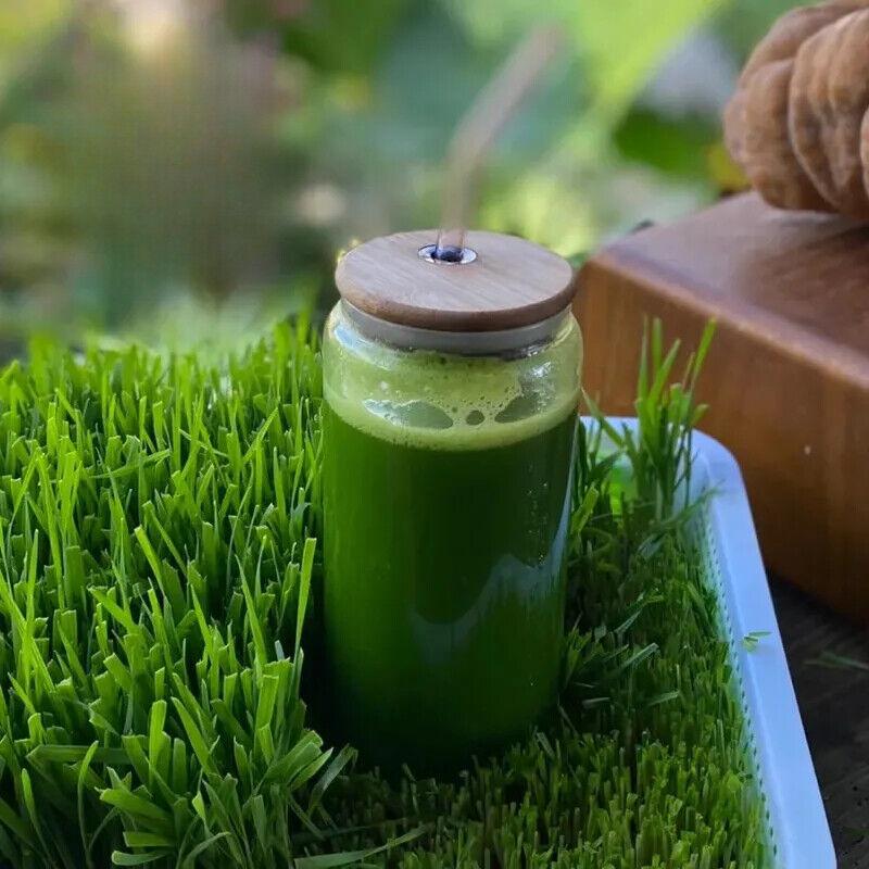 CIFbuy Organic Barley Grass 250g Natural Alkaline Superfood BarleyGrass