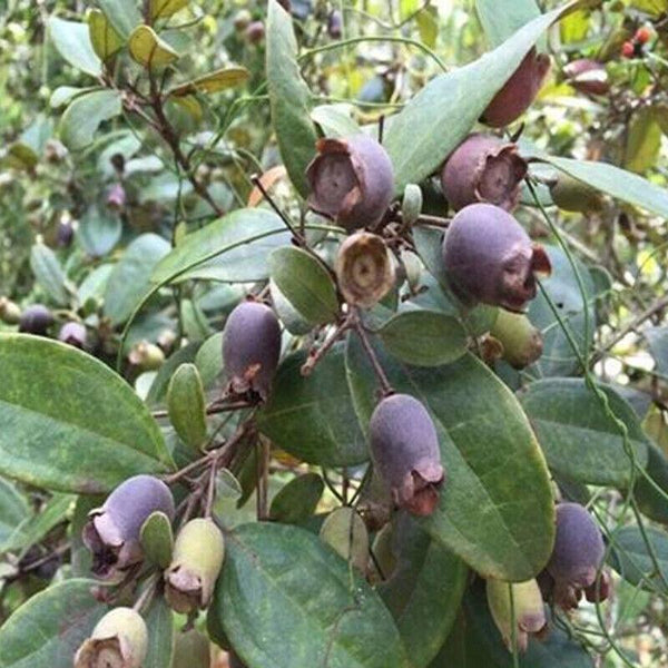 CIFbuy 250/500g Dried Rhodomyrtus Tomentosa Fruit, Dried Herbal Tea Renzi Tea Jinxiang
