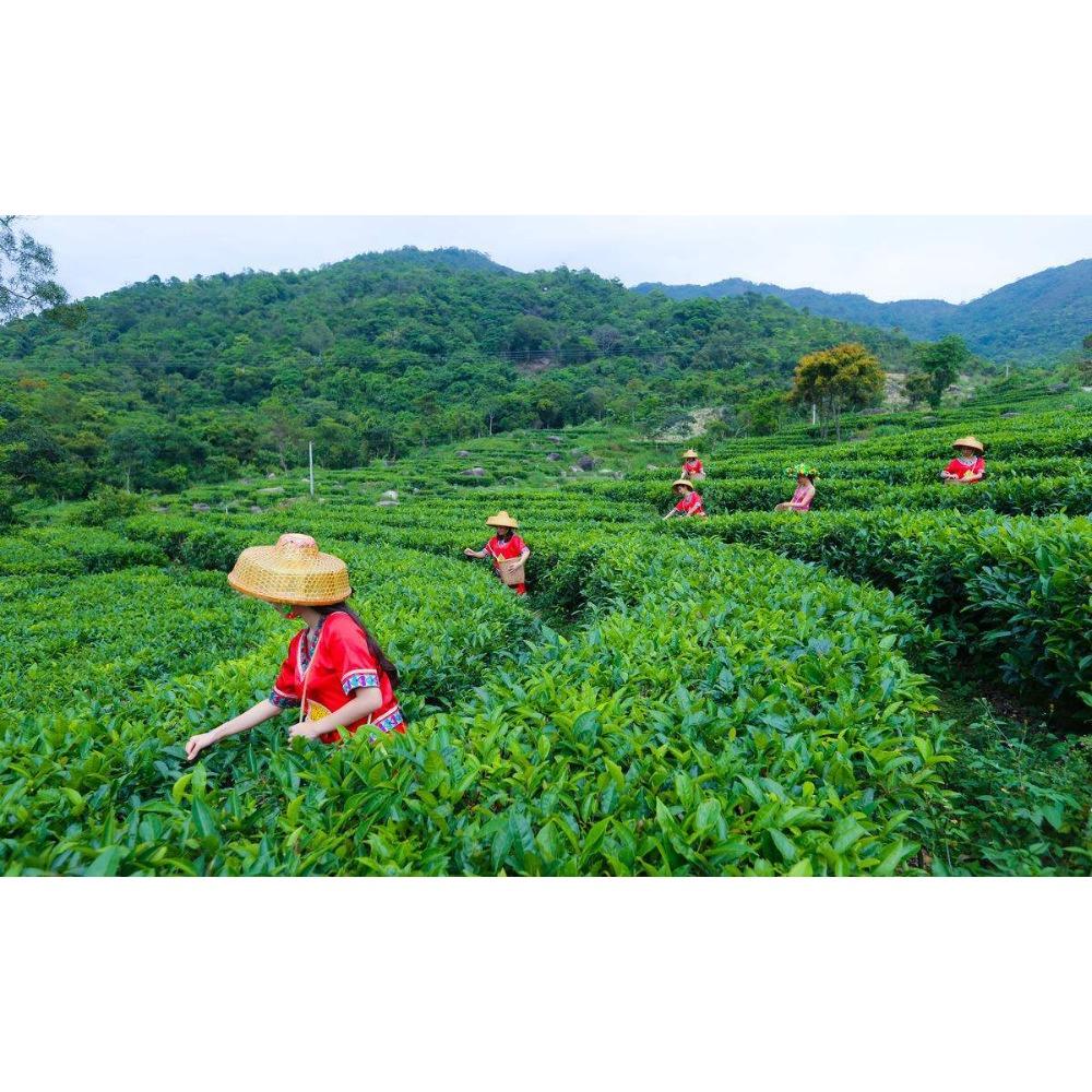 CIFbuy Yunnan Puerh Tea Ripe Lao Pu Er Organic Chinese Fermented Healthy Gift