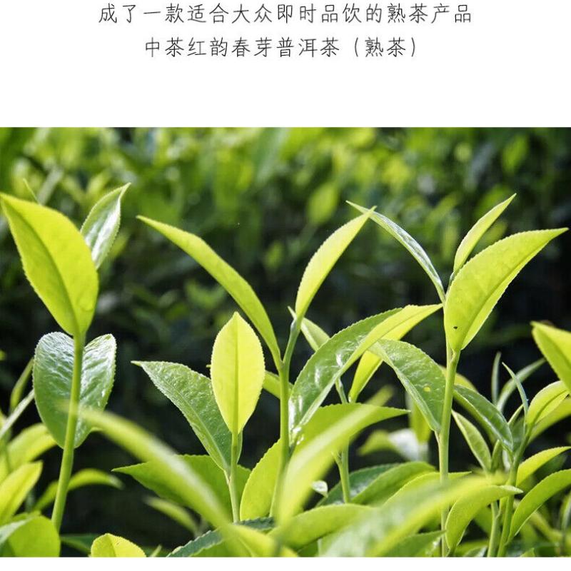 CIFbuy ChinaTea Red Rhyme Spring Bud 2019 Yunnan Menghai Pu'er Tea Ripe Cooked Tea 357g