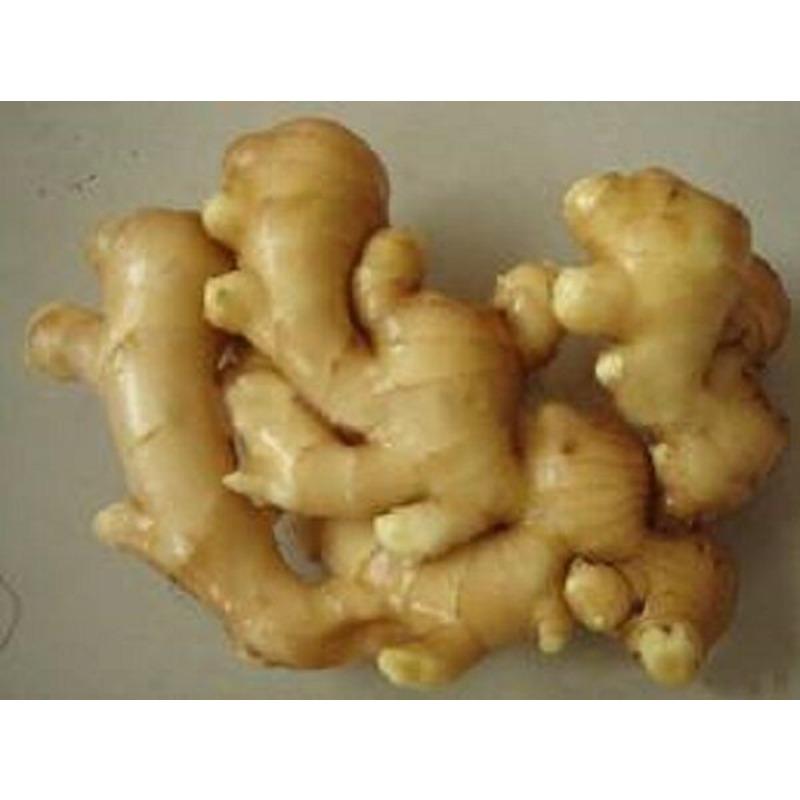 CIFbuy GINGER ROOT PREMIUM HARVEST HERBAL TEA 250g Zingiber Officinale Dried Herb