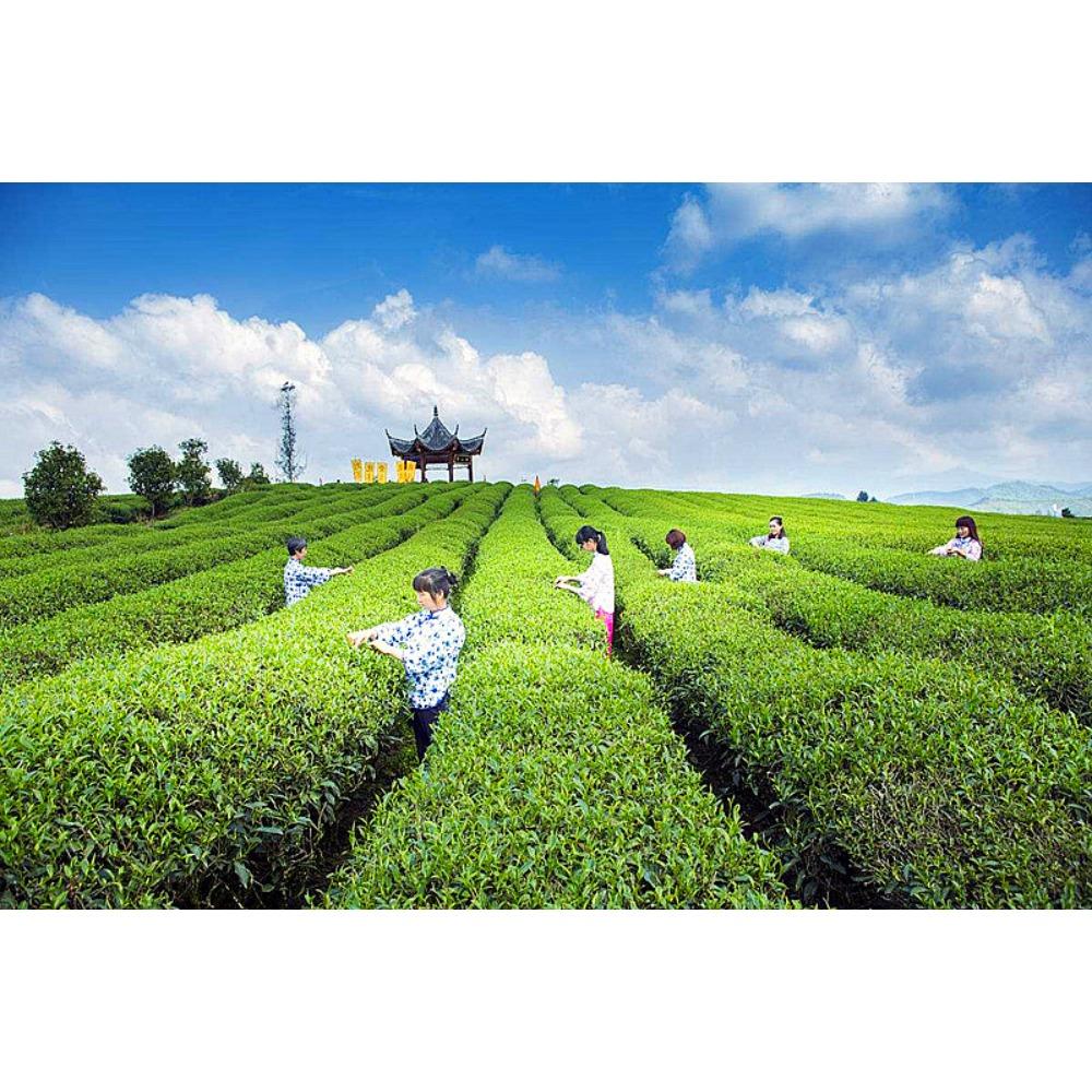 CIFbuy Organic Puer Tea Loose Leaf Ripe Black Tea 120g Box