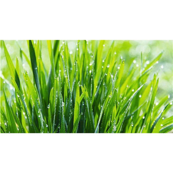 CIFbuy Organic Wheat Grass Powder 100g, Pure Natural Healthy Drink