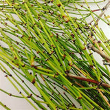 Somlata - Soma - Ephedra Vulgaris - Ephedra gerardiana  (250 GM)