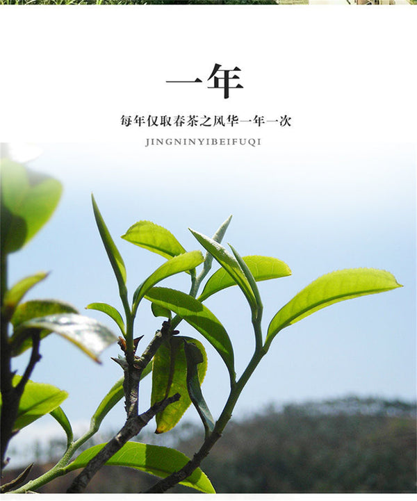 Chaozhou Dancong Feng Huang Oolong Chinese Tea Wu Dong Phoenix DanCong 125g