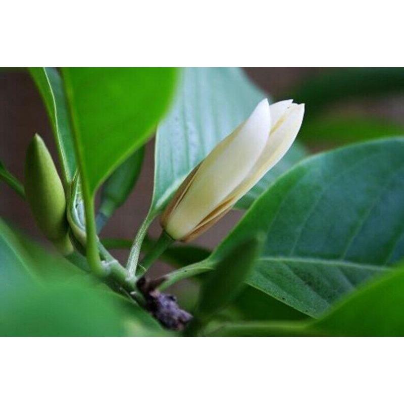 CIFbuy 50g Dried Flower Tea Michelia Alba Flower, Flos Micheliae Albae Bai Lan Hua Tea