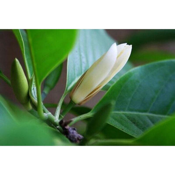 CIFbuy 50g Dried Flower Tea Michelia Alba Flower, Flos Micheliae Albae Bai Lan Hua Tea
